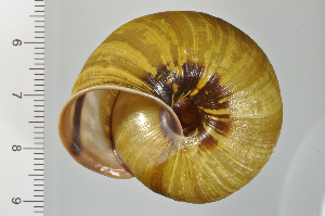  ( - SDNCU-A1347)  @14 [ ] Copyright (2014) Unspecified Specimen depository of the Graduate School of Natural Sciences, Nagoya City University