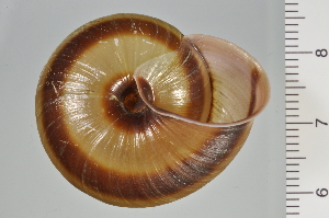  ( - SDNCU-A1108)  @14 [ ] Copyright (2014) Unspecified Specimen depository of the Graduate School of Natural Sciences, Nagoya City University