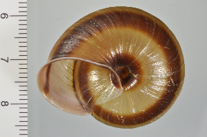  ( - SDNCU-A1108)  @14 [ ] Copyright (2014) Unspecified Specimen depository of the Graduate School of Natural Sciences, Nagoya City University