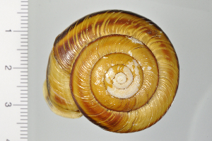  ( - SDNCU-A1160)  @14 [ ] Copyright (2014) Unspecified Specimen depository of the Graduate School of Natural Sciences, Nagoya City University