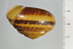  ( - SDNCU-A1160)  @14 [ ] Copyright (2014) Unspecified Specimen depository of the Graduate School of Natural Sciences, Nagoya City University