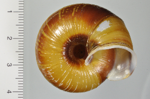  ( - SDNCU-A1160)  @14 [ ] Copyright (2014) Unspecified Specimen depository of the Graduate School of Natural Sciences, Nagoya City University
