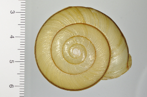  ( - SDNCU-A1230)  @14 [ ] Copyright (2014) Unspecified Specimen depository of the Graduate School of Natural Sciences, Nagoya City University