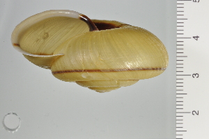  ( - SDNCU-A1228)  @14 [ ] Copyright (2014) Unspecified Specimen depository of the Graduate School of Natural Sciences, Nagoya City University