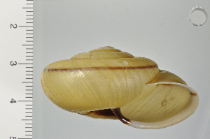  ( - SDNCU-A1228)  @14 [ ] Copyright (2014) Unspecified Specimen depository of the Graduate School of Natural Sciences, Nagoya City University