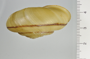  ( - SDNCU-A1228)  @14 [ ] Copyright (2014) Unspecified Specimen depository of the Graduate School of Natural Sciences, Nagoya City University