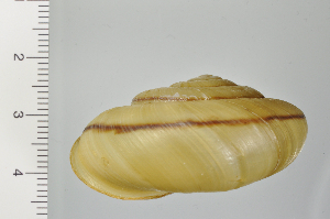  ( - SDNCU-A1228)  @14 [ ] Copyright (2014) Unspecified Specimen depository of the Graduate School of Natural Sciences, Nagoya City University
