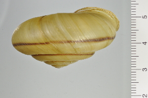  ( - SDNCU-A1230)  @14 [ ] Copyright (2014) Unspecified Specimen depository of the Graduate School of Natural Sciences, Nagoya City University
