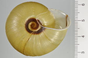  ( - SDNCU-A1230)  @14 [ ] Copyright (2014) Unspecified Specimen depository of the Graduate School of Natural Sciences, Nagoya City University