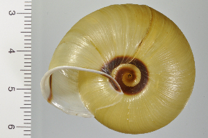  ( - SDNCU-A1230)  @14 [ ] Copyright (2014) Unspecified Specimen depository of the Graduate School of Natural Sciences, Nagoya City University
