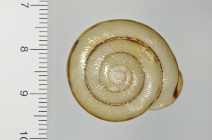  ( - SDNCU-A1395)  @14 [ ] Copyright (2014) Unspecified Specimen depository of the Graduate School of Natural Sciences, Nagoya City University