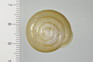  ( - SDNCU-A1133)  @13 [ ] Copyright (2014) Unspecified Specimen depository of the Graduate School of Natural Sciences, Nagoya City University