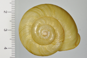  ( - SDNCU-A1250)  @14 [ ] Copyright (2014) Unspecified Specimen depository of the Graduate School of Natural Sciences, Nagoya City University