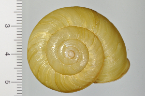  ( - SDNCU-A1251)  @14 [ ] Copyright (2014) Unspecified Specimen depository of the Graduate School of Natural Sciences, Nagoya City University