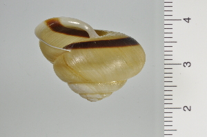  ( - SDNCU-A1133)  @13 [ ] Copyright (2014) Unspecified Specimen depository of the Graduate School of Natural Sciences, Nagoya City University