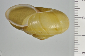  ( - SDNCU-A1250)  @14 [ ] Copyright (2014) Unspecified Specimen depository of the Graduate School of Natural Sciences, Nagoya City University