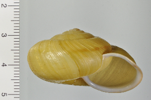  ( - SDNCU-A1251)  @14 [ ] Copyright (2014) Unspecified Specimen depository of the Graduate School of Natural Sciences, Nagoya City University