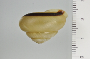  ( - SDNCU-A1133)  @13 [ ] Copyright (2014) Unspecified Specimen depository of the Graduate School of Natural Sciences, Nagoya City University