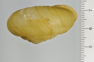  ( - SDNCU-A1251)  @14 [ ] Copyright (2014) Unspecified Specimen depository of the Graduate School of Natural Sciences, Nagoya City University