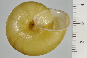  ( - SDNCU-A1250)  @14 [ ] Copyright (2014) Unspecified Specimen depository of the Graduate School of Natural Sciences, Nagoya City University