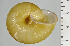  ( - SDNCU-A1251)  @14 [ ] Copyright (2014) Unspecified Specimen depository of the Graduate School of Natural Sciences, Nagoya City University