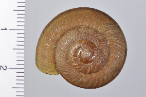  ( - SDNCU-A1349)  @14 [ ] Copyright (2014) Unspecified Specimen depository of the Graduate School of Natural Sciences, Nagoya City University