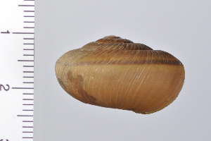  ( - SDNCU-A1349)  @14 [ ] Copyright (2014) Unspecified Specimen depository of the Graduate School of Natural Sciences, Nagoya City University
