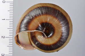  ( - SDNCU-A1071)  @14 [ ] Copyright (2014) Unspecified Specimen depository of the Graduate School of Natural Sciences, Nagoya City University