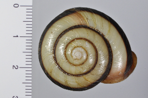  ( - SDNCU-A1073)  @14 [ ] Copyright (2014) Unspecified Specimen depository of the Graduate School of Natural Sciences, Nagoya City University