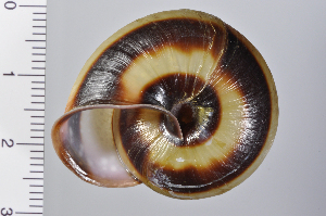  ( - SDNCU-A1073)  @14 [ ] Copyright (2014) Unspecified Specimen depository of the Graduate School of Natural Sciences, Nagoya City University