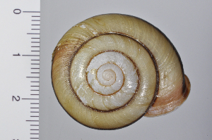  ( - SDNCU-A1076)  @14 [ ] Copyright (2014) Unspecified Specimen depository of the Graduate School of Natural Sciences, Nagoya City University