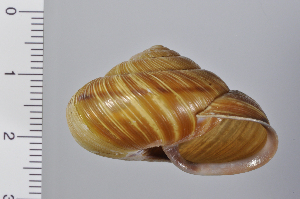  ( - SDNCU-A1144)  @14 [ ] Copyright (2014) Unspecified Specimen depository of the Graduate School of Natural Sciences, Nagoya City University