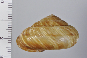  ( - SDNCU-A1144)  @14 [ ] Copyright (2014) Unspecified Specimen depository of the Graduate School of Natural Sciences, Nagoya City University