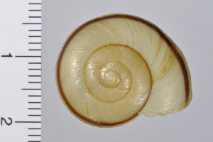  ( - SDNCU-A1218)  @14 [ ] Copyright (2014) Unspecified Specimen depository of the Graduate School of Natural Sciences, Nagoya City University