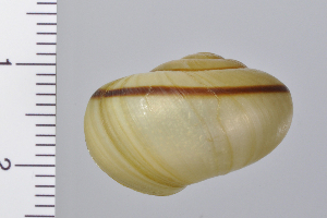  ( - SDNCU-A1218)  @14 [ ] Copyright (2014) Unspecified Specimen depository of the Graduate School of Natural Sciences, Nagoya City University
