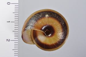  ( - SDNCU-A1077)  @14 [ ] Copyright (2014) Unspecified Specimen depository of the Graduate School of Natural Sciences, Nagoya City University
