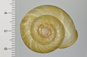  ( - SDNCU-A1231)  @14 [ ] Copyright (2014) Unspecified Specimen depository of the Graduate School of Natural Sciences, Nagoya City University
