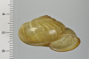  ( - SDNCU-A1231)  @14 [ ] Copyright (2014) Unspecified Specimen depository of the Graduate School of Natural Sciences, Nagoya City University