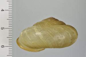  ( - SDNCU-A1231)  @14 [ ] Copyright (2014) Unspecified Specimen depository of the Graduate School of Natural Sciences, Nagoya City University