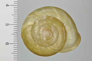  ( - SDNCU-A1232)  @14 [ ] Copyright (2014) Unspecified Specimen depository of the Graduate School of Natural Sciences, Nagoya City University