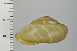  ( - SDNCU-A1232)  @14 [ ] Copyright (2014) Unspecified Specimen depository of the Graduate School of Natural Sciences, Nagoya City University