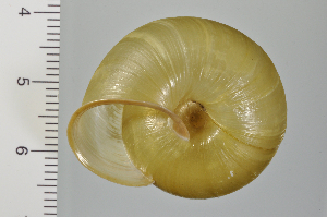  ( - SDNCU-A1232)  @14 [ ] Copyright (2014) Unspecified Specimen depository of the Graduate School of Natural Sciences, Nagoya City University