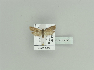  ( - BC ZSM Lep 80020)  @12 [ ] CreativeCommons - Attribution Non-Commercial Share-Alike (2015) SNSB, Zoologische Staatssammlung Muenchen SNSB, Zoologische Staatssammlung Muenchen