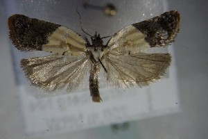  ( - BC ZSM Lep 83922)  @13 [ ] CreativeCommons - Attribution Non-Commercial Share-Alike (2015) SNSB, Zoologische Staatssammlung Muenchen SNSB, Zoologische Staatssammlung Muenchen