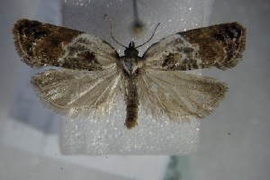  ( - BC ZSM Lep 83923)  @13 [ ] CreativeCommons - Attribution Non-Commercial Share-Alike (2015) SNSB, Zoologische Staatssammlung Muenchen SNSB, Zoologische Staatssammlung Muenchen