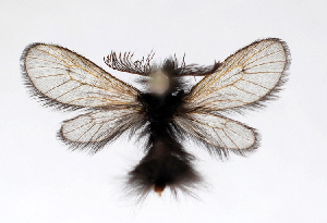  (Ptilocephala agrostidis - BC ZSM Lep 91964)  @14 [ ] CreativeCommons - Attribution Non-Commercial Share-Alike (2015) Axel Hausmann SNSB, Zoologische Staatssammlung Muenchen