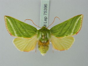  ( - BC ZSM Lep 75396)  @13 [ ] CreativeCommons - Attribution Non-Commercial Share-Alike (2015) SNSB, Zoologische Staatssammlung Muenchen SNSB, Zoologische Staatssammlung Muenchen