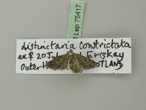  (Eupithecia distinctaria - BC ZSM Lep 75417)  @12 [ ] CreativeCommons - Attribution Non-Commercial Share-Alike (2015) SNSB, Zoologische Staatssammlung Muenchen SNSB, Zoologische Staatssammlung Muenchen