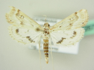  ( - BC ZSM Lep 72678)  @12 [ ] CreativeCommons - Attribution Non-Commercial Share-Alike (2015) SNSB, Zoologische Staatssammlung Muenchen SNSB, Zoologische Staatssammlung Muenchen