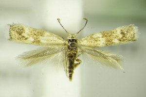  ( - BC ZSM Lep 76402)  @14 [ ] Unspecified (default): All Rights Reserved  Unspecified Unspecified